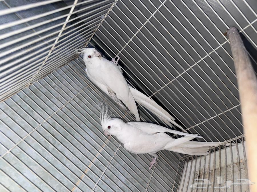 Pair of albino cockatiels with red eyes for breeding, priced at 630, negotiable64403084842370114