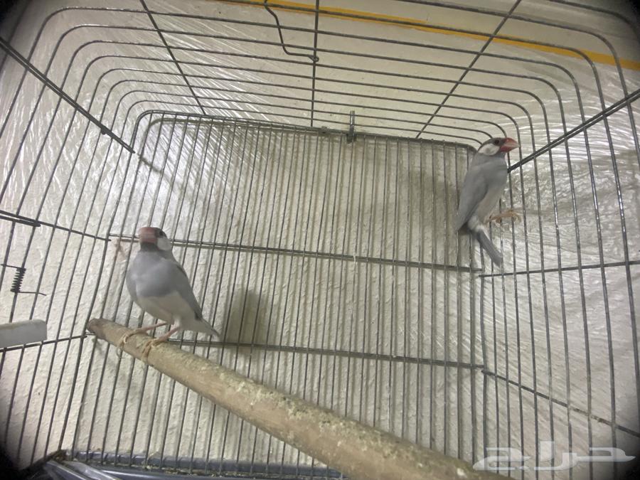 جوزين جاوا64401897684483111