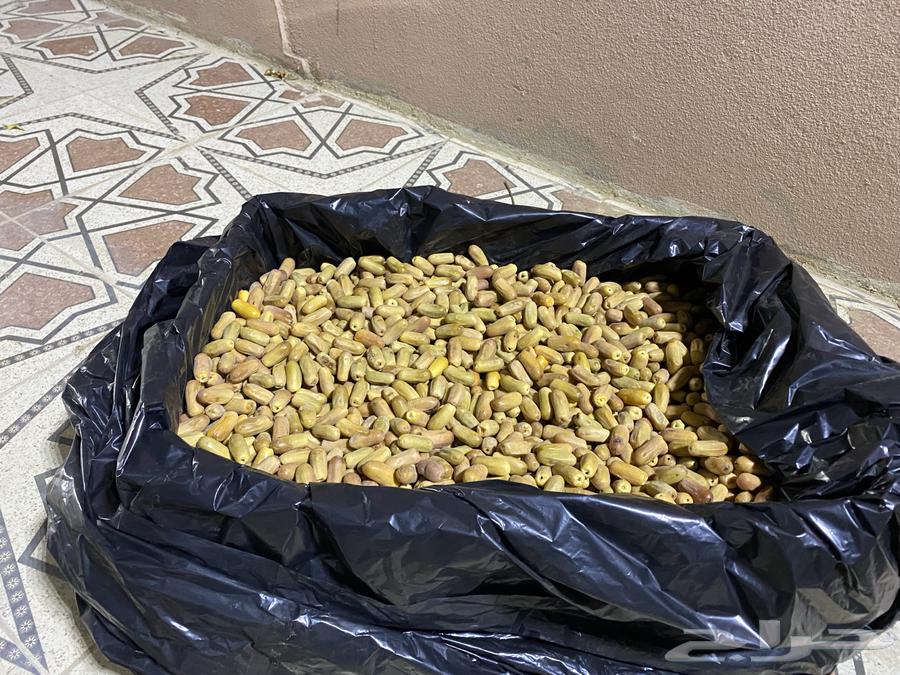 تمر بياض لين ونظيف64404611560835110