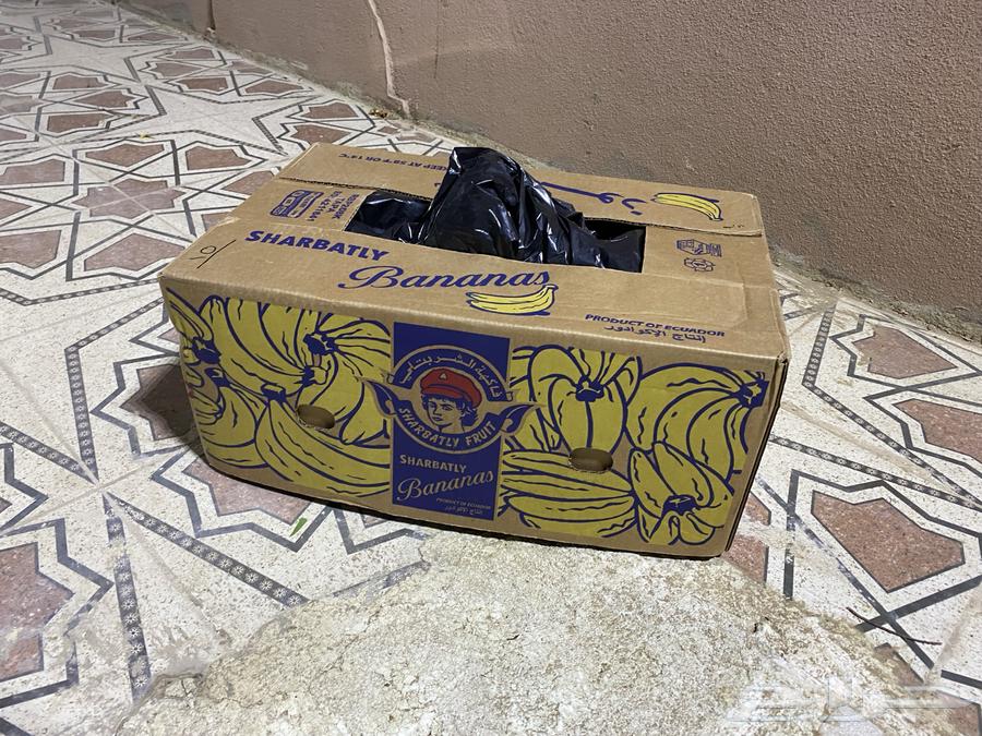 تمر بياض لين ونظيف64404611560835112