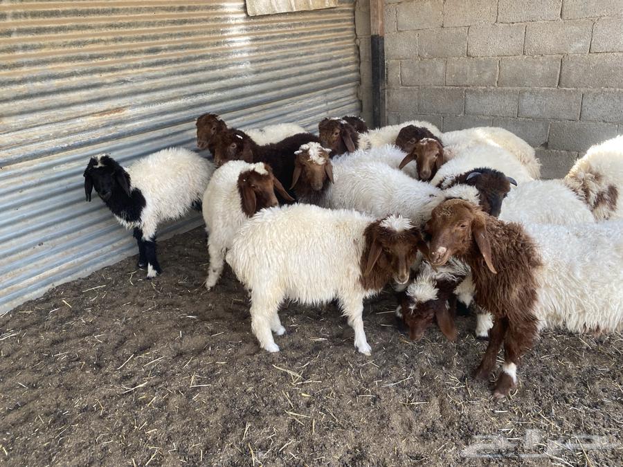 بهم تربيه نعيم64397018960001114