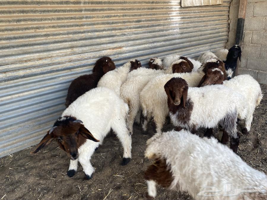 بهم تربيه نعيم64397018960001112