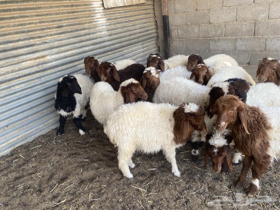 بهم تربيه نعيم64397018960001113