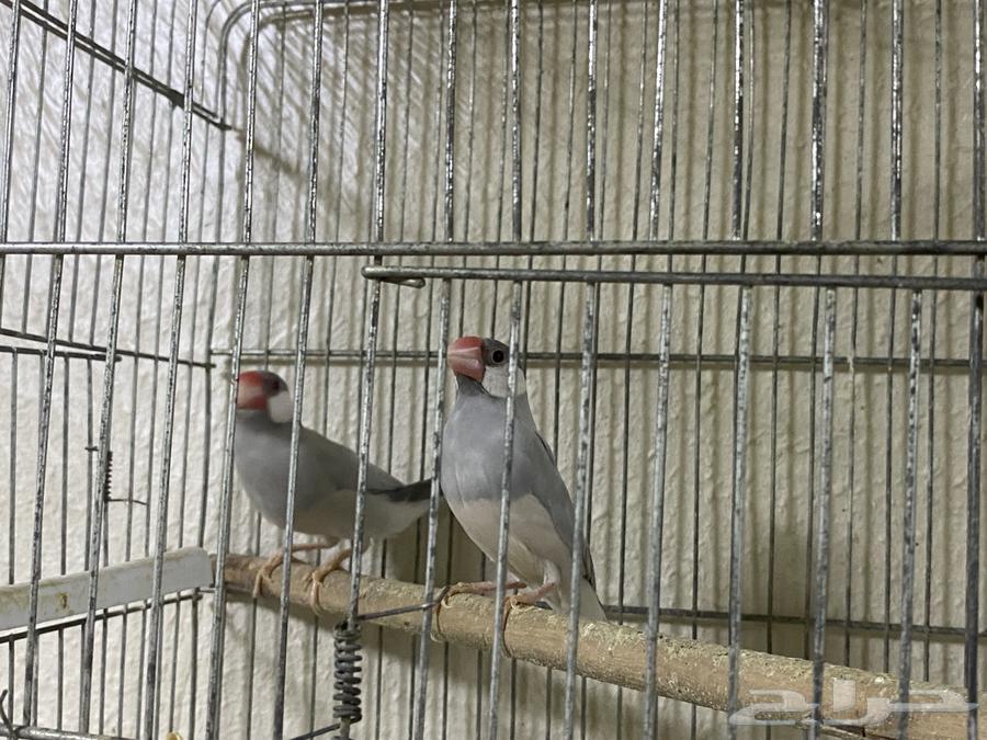 جوزين جاوا64401897684483112