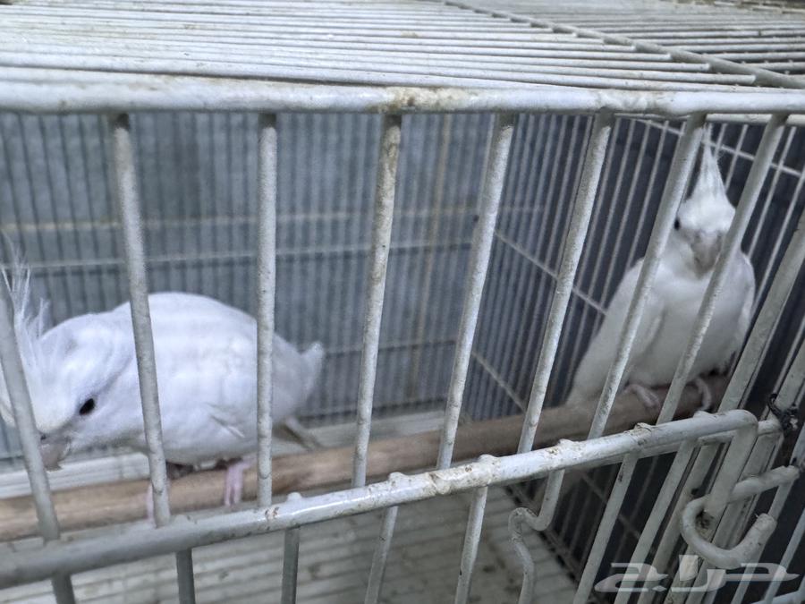 Pair of albino cockatiels with red eyes for breeding, priced at 630, negotiable64403084842370111