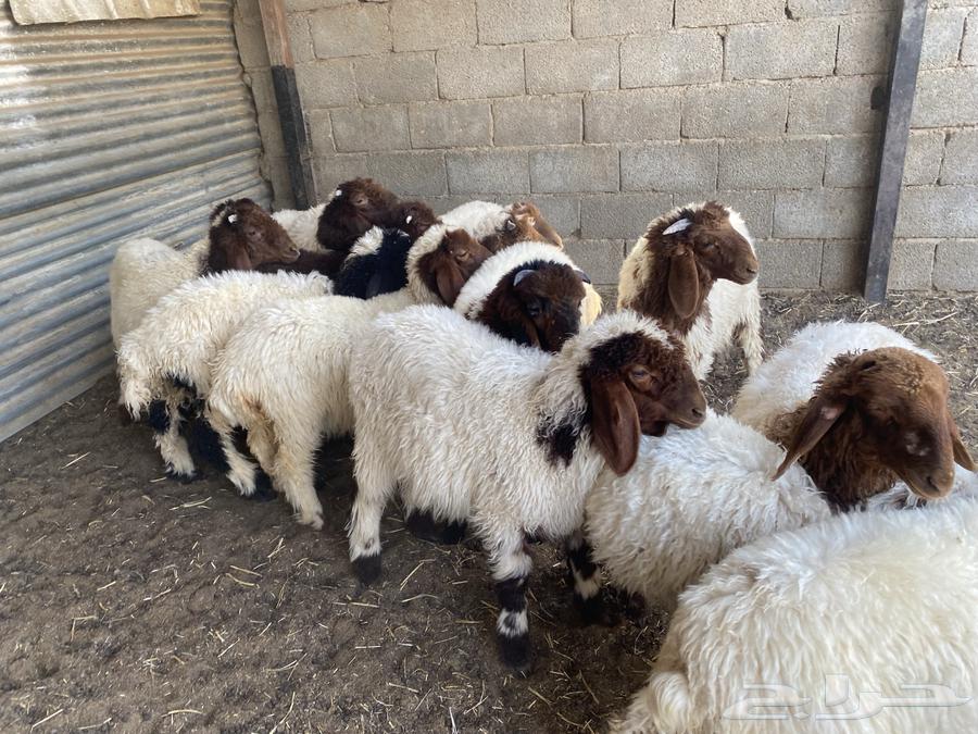 بهم تربيه نعيم64397018960001111