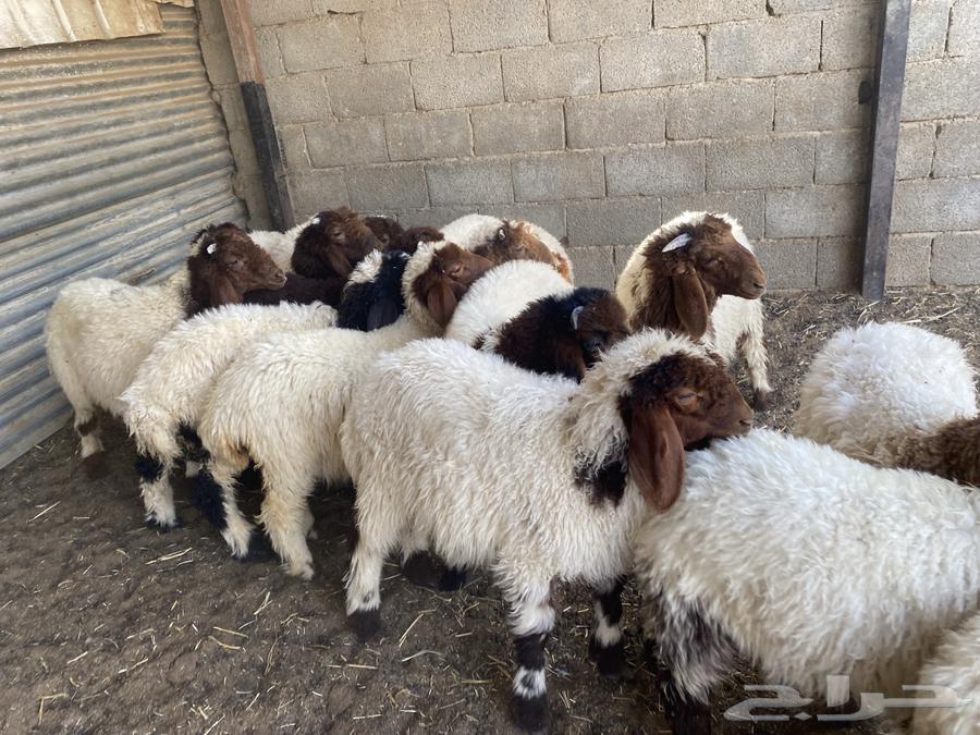 بهم تربيه نعيم64397018960001110