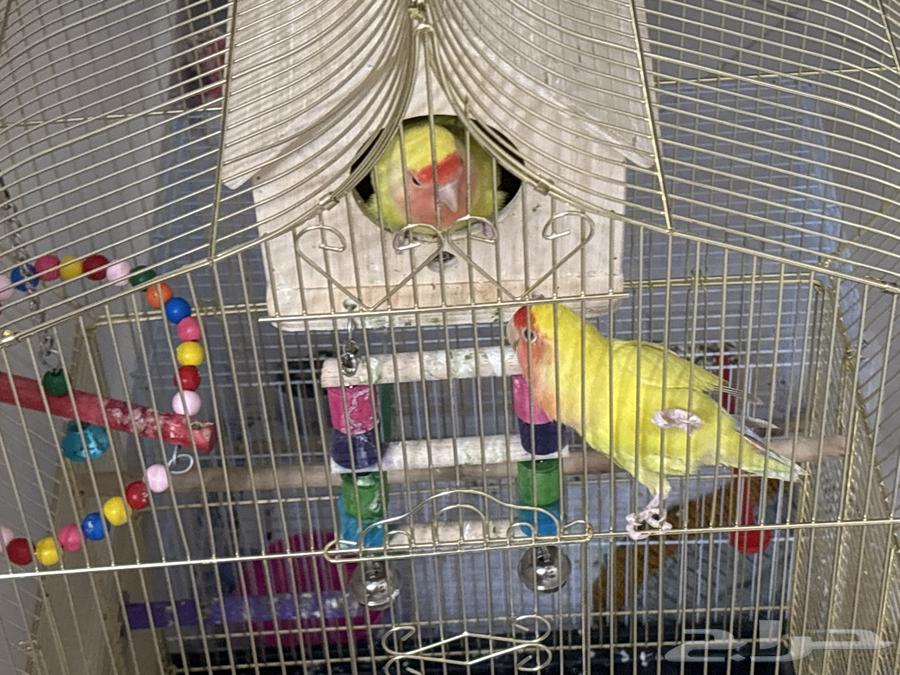 عصفورين أليفين مع أكلهم و القفص الزرق بي 550 قابل للتفاوض64401688765186114