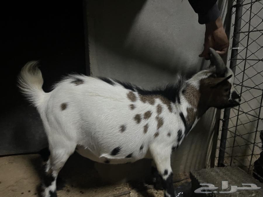 Dwarf goat64404819844609111