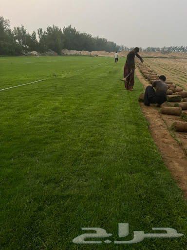 Green grass delivery63619552621441112