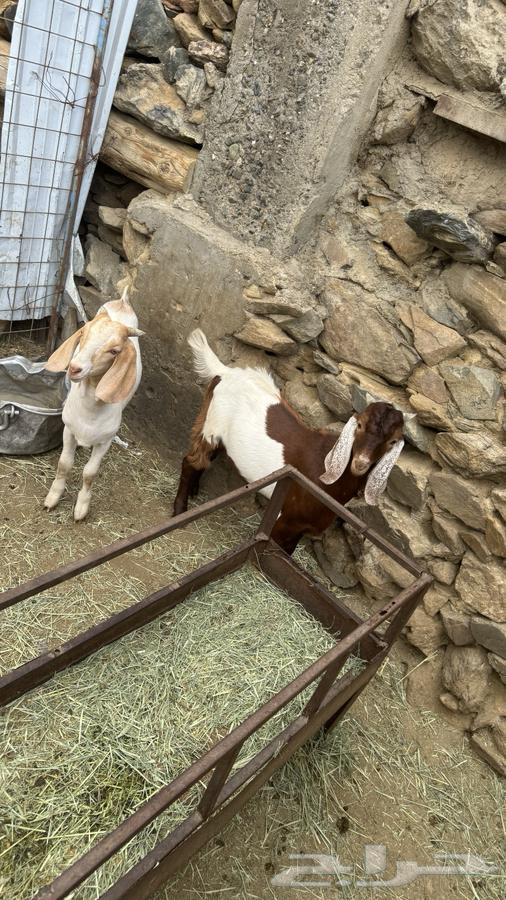 تيوس(تم البيع)64402472789763111