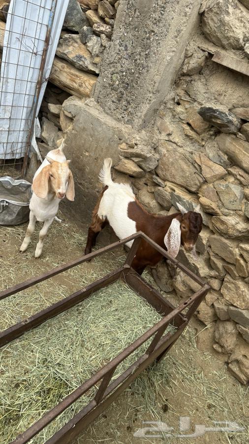 تيوس(تم البيع)64402472789763110