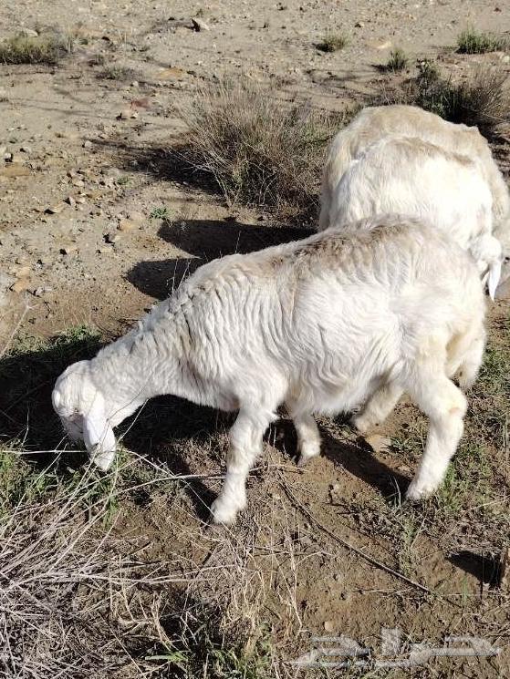 رخله للبيع لا يجي إلى الصامل64403025788801110