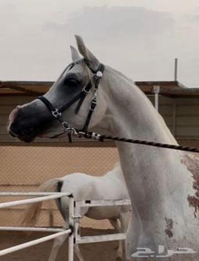 حصان واهو للبيع64404139438465110
