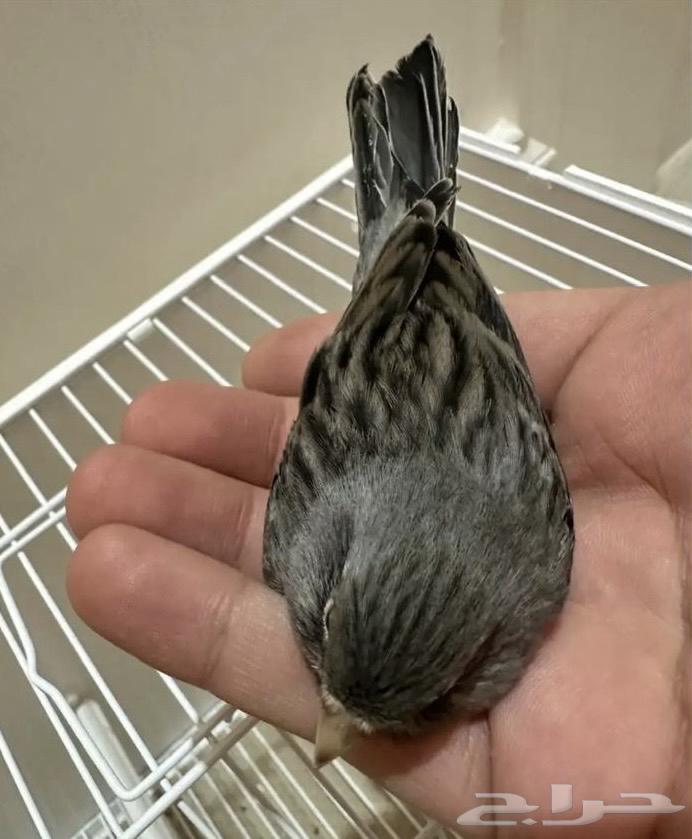 كناري رمادي انتاج محلي وانتاج 2025 وتغريد64402803861762110