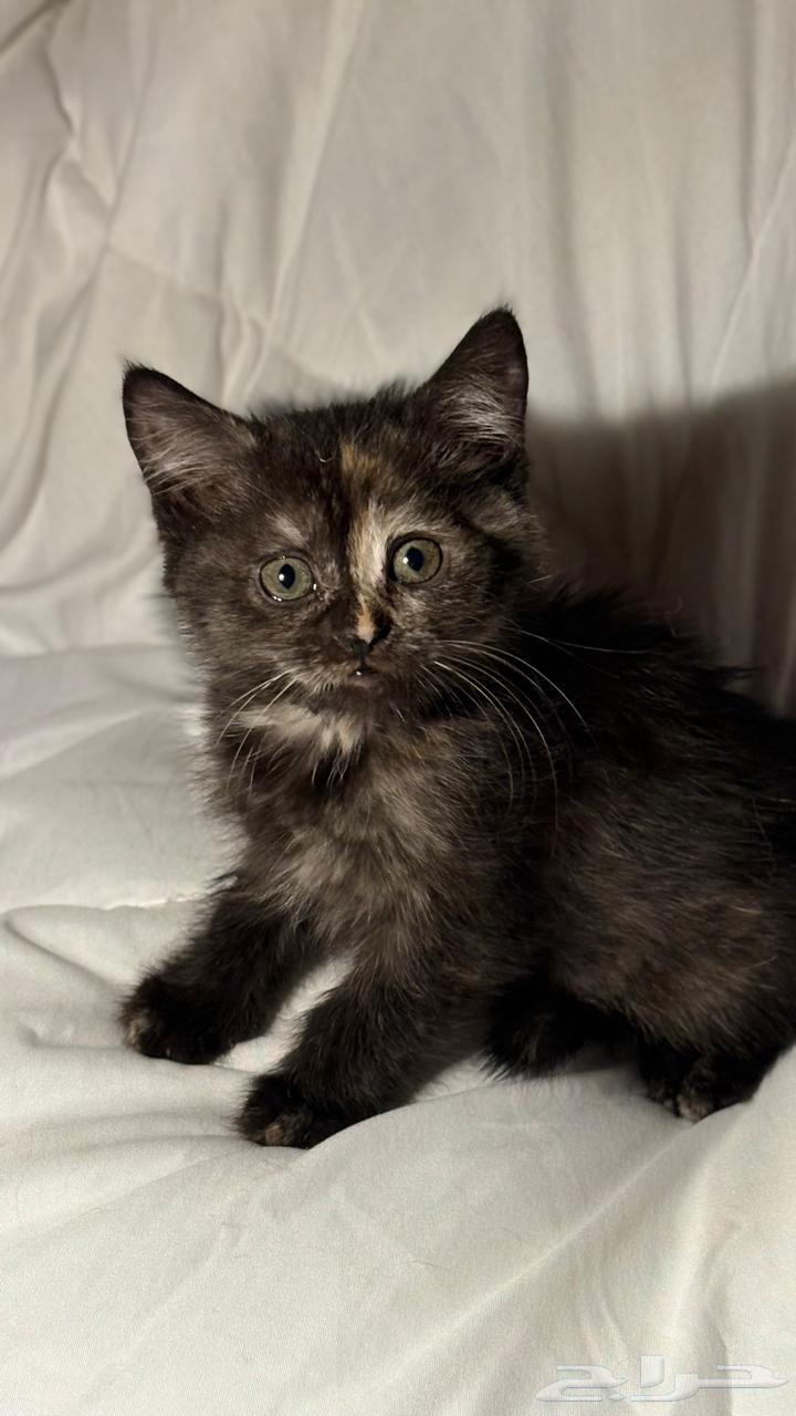 قطط سكوتش للبيع64403268691585110