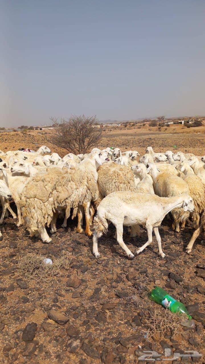 للبيع مراح حريات ومقاني من الصنف الطيب64402817415170110