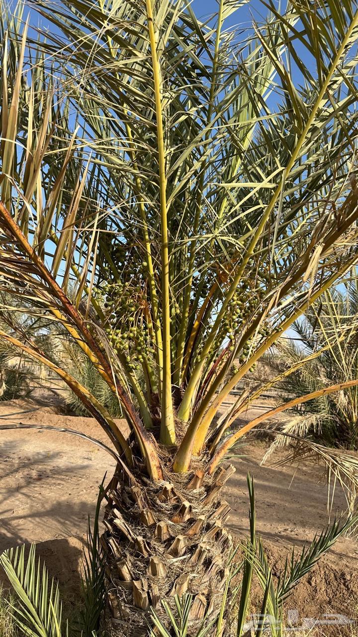 نخيل لبيع64401327578114113