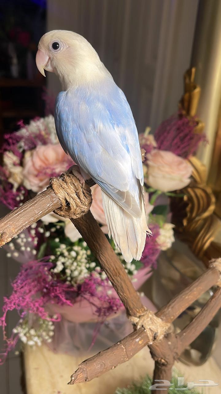للبيع ببغاء الروز الأليف64404347039233110
