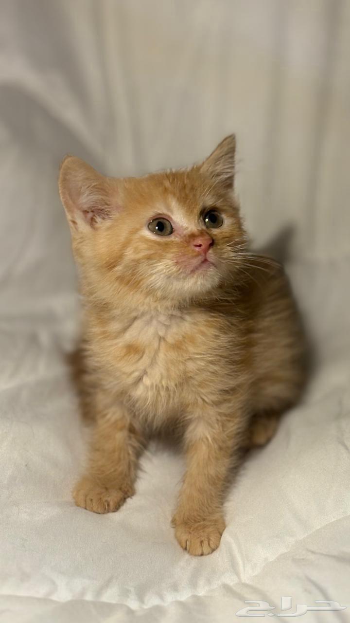 قطط سكوتش للبيع64403268691585113