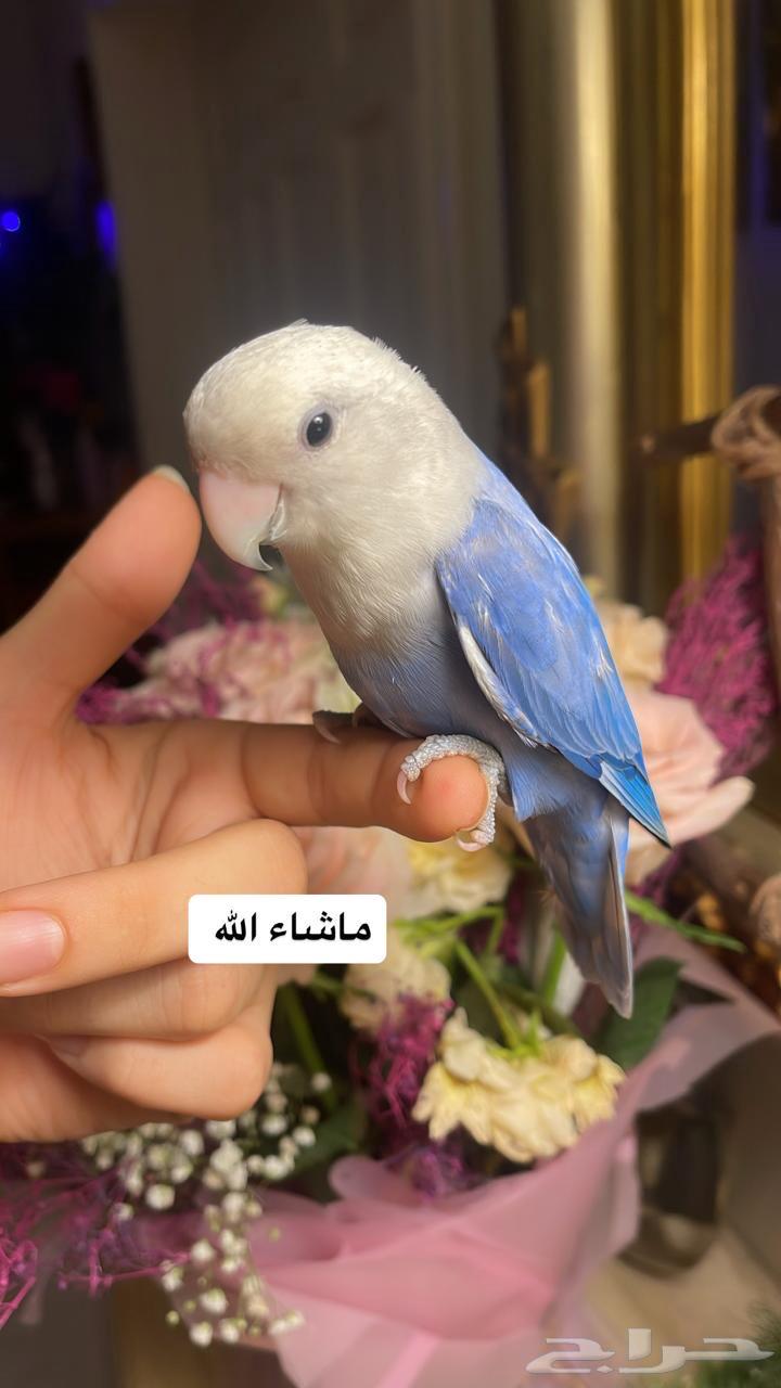 للبيع ببغاء الروز الأليف64404347039233114