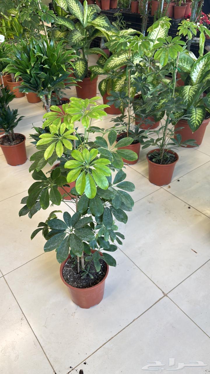 High-quality date palm tree seedlings at suitable prices63619552867970114