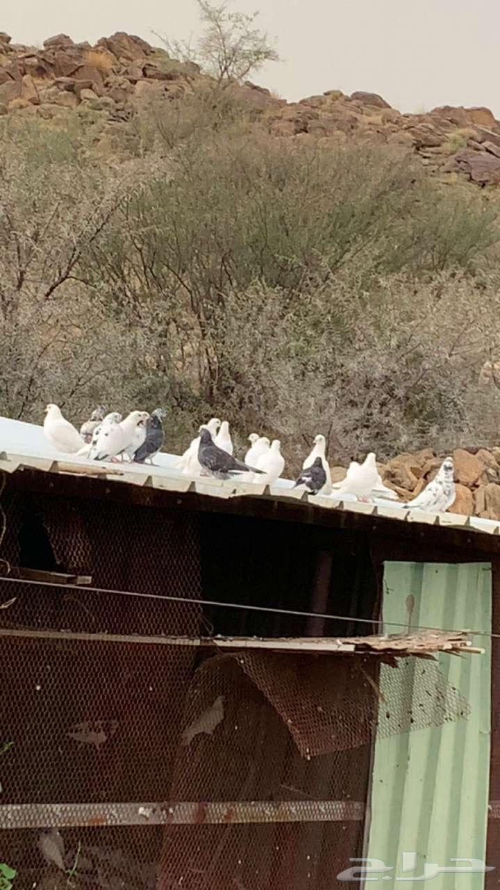 حمام للبيع جمله العدد30064382473764609110