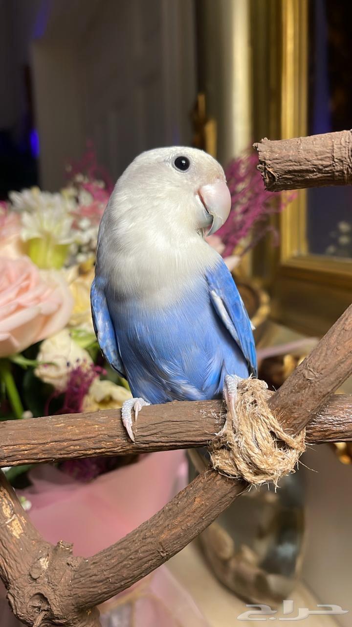 للبيع ببغاء الروز الأليف64404347039233112