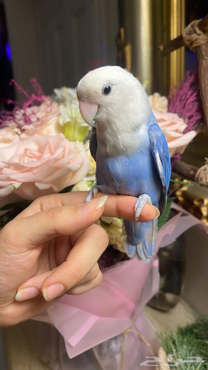 للبيع ببغاء الروز الأليف64404347039233113