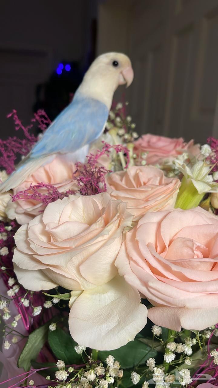 للبيع ببغاء الروز الأليف64404347039233111