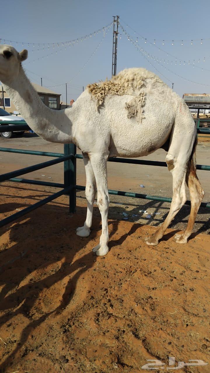 肥胖的纯种坐骑64403775870595110