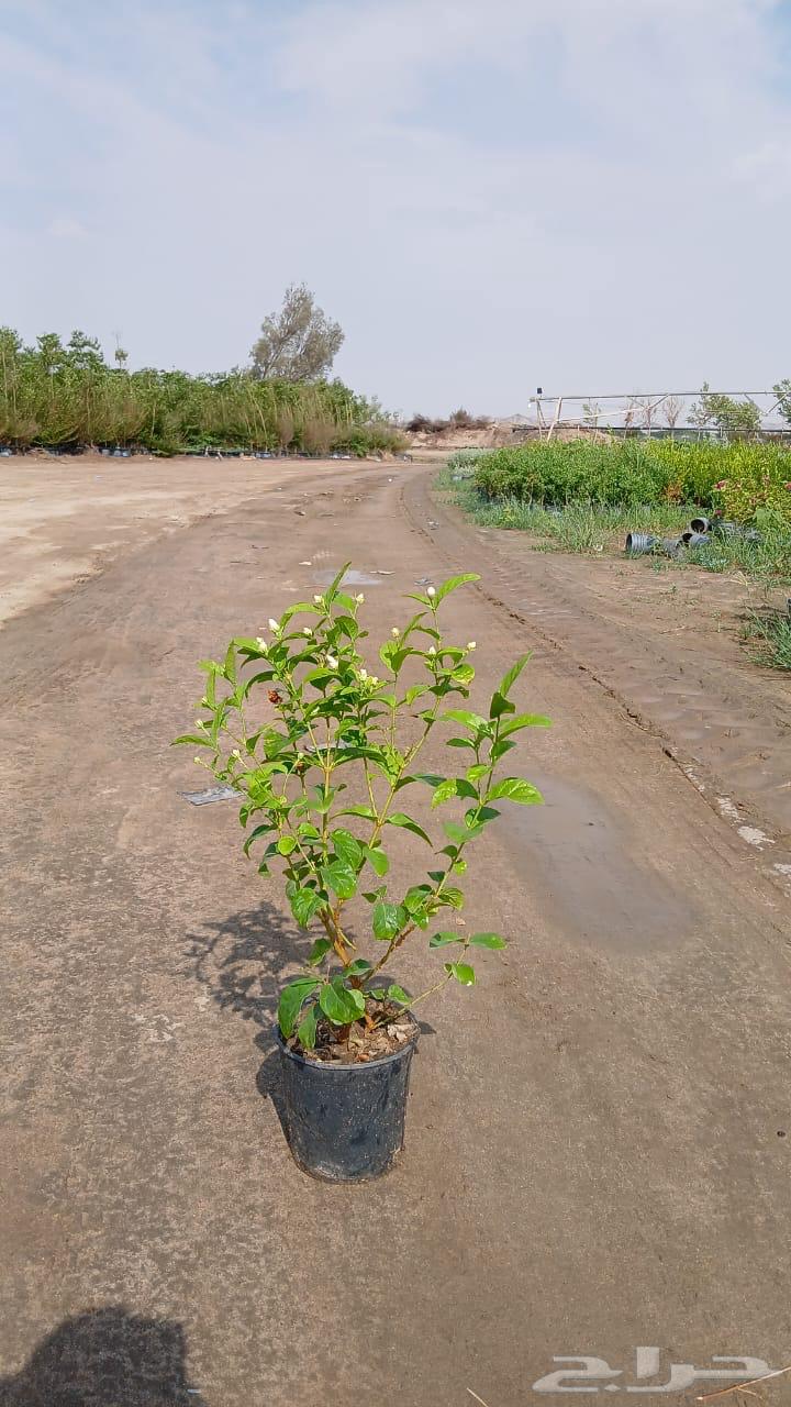 High-quality date palm tree seedlings at suitable prices63619552867970112