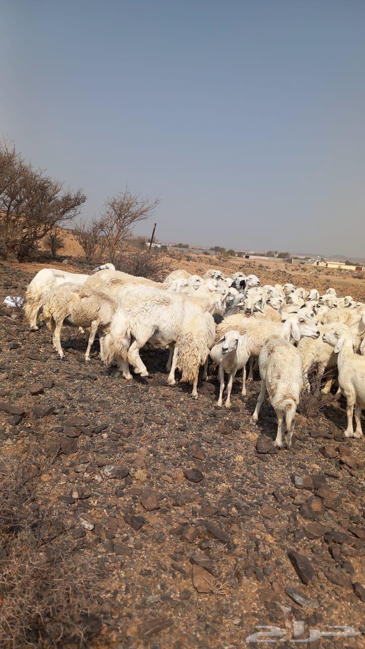 للبيع مراح حريات ومقاني من الصنف الطيب64402817415170111