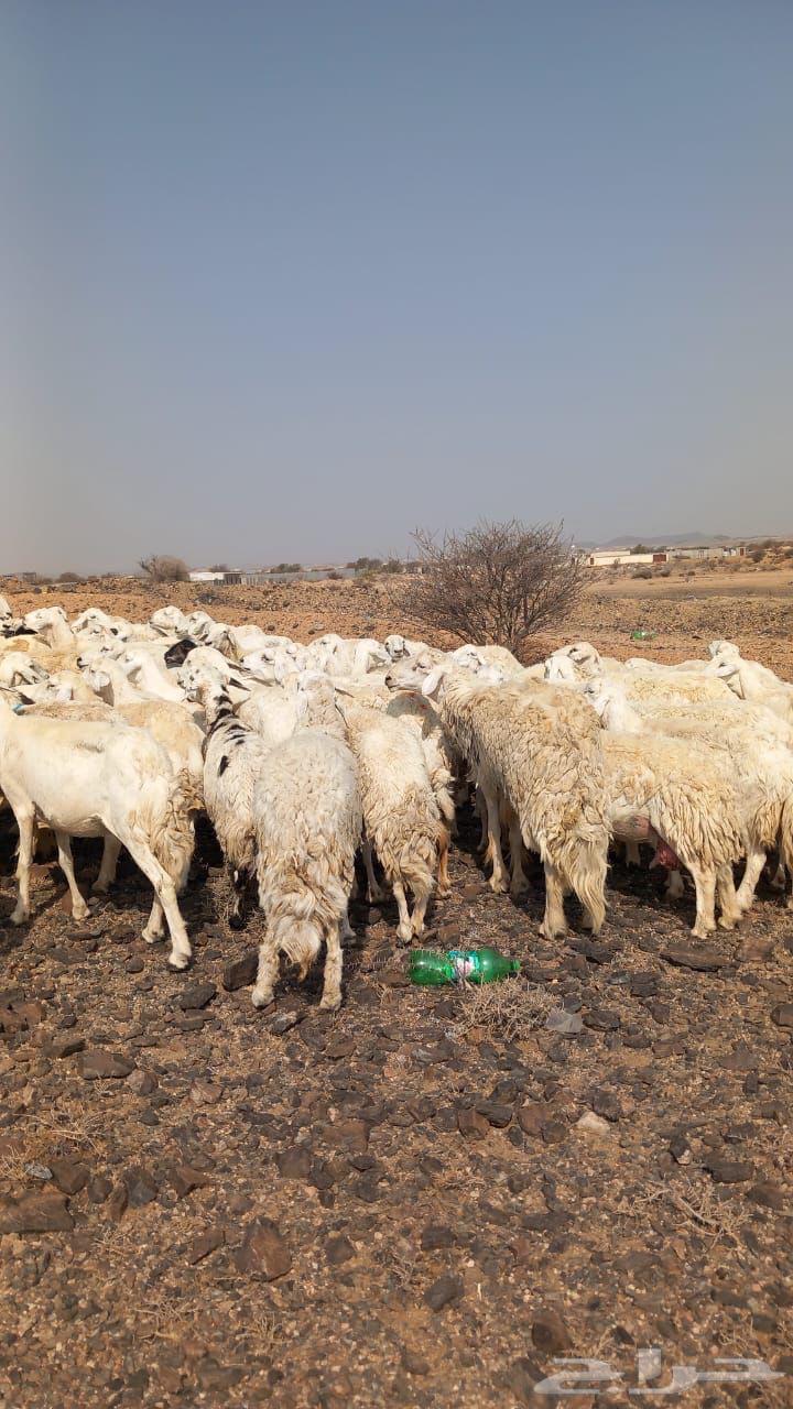 للبيع مراح حريات ومقاني من الصنف الطيب64402817415170112