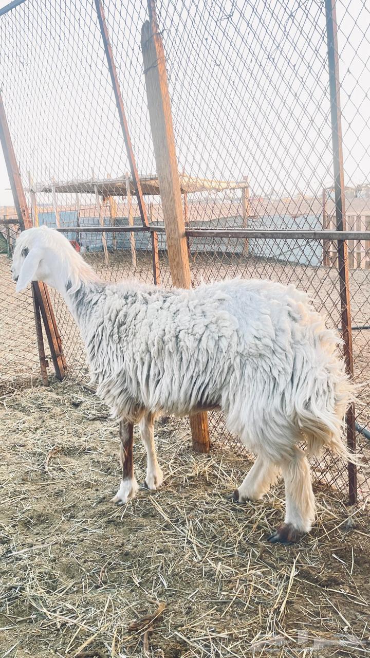 شاه للبيع64403854810369110