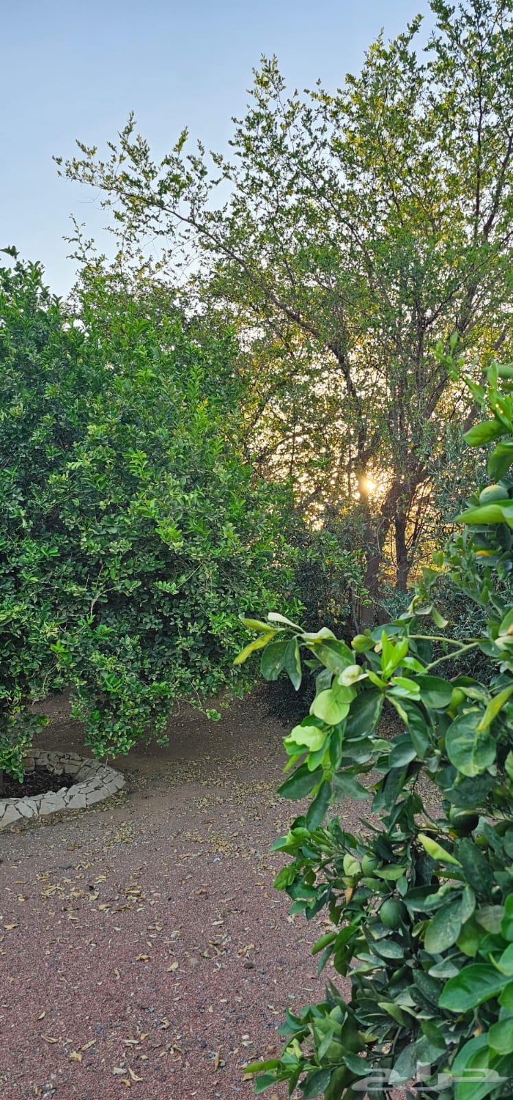 Farm for sale in Hail, Al-Shu'alanah village, 50 thousand meters, shared title63614096840835112