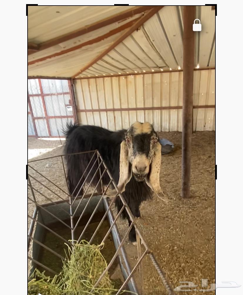 تيس سديس هاب وحار64402230722307110