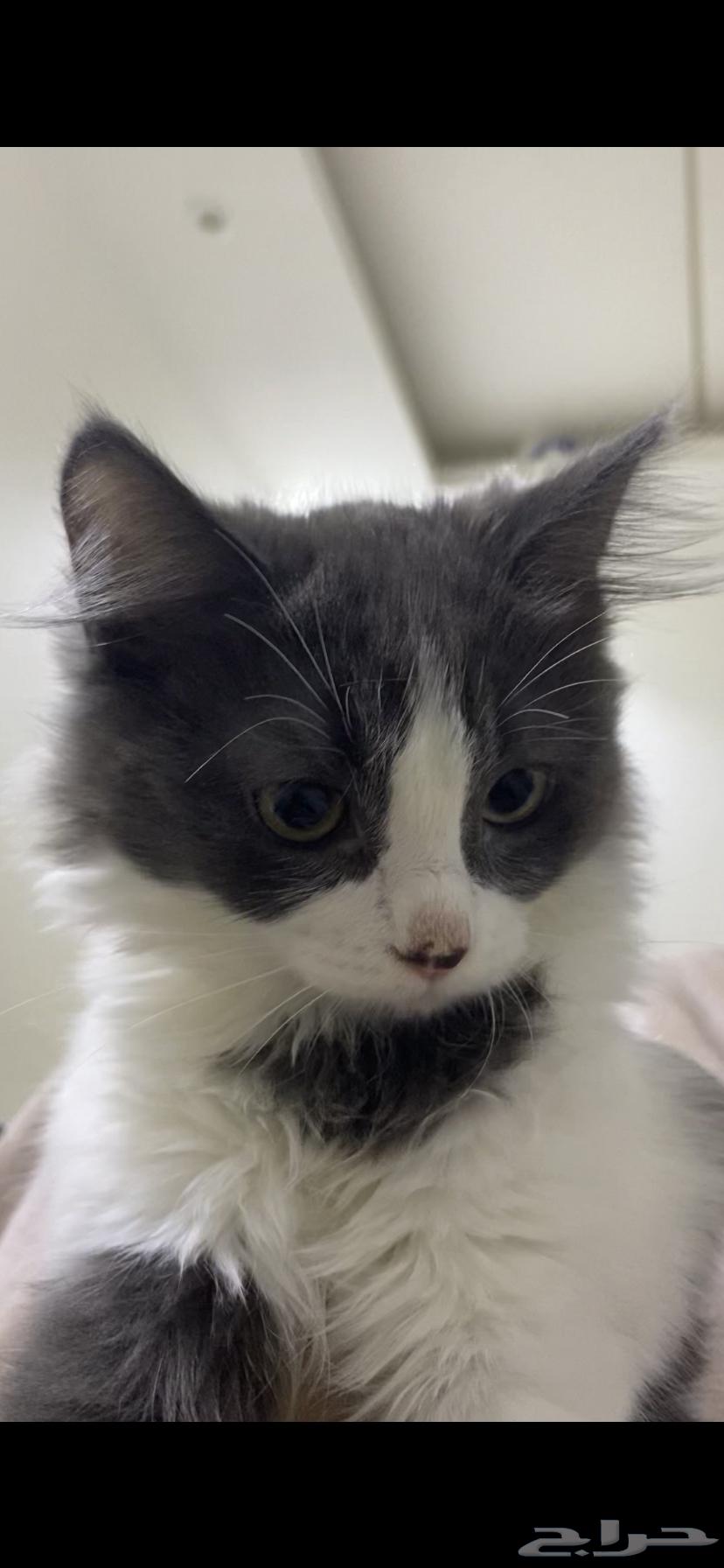 قطتين صغار للبيع مع بعض64404306101890110