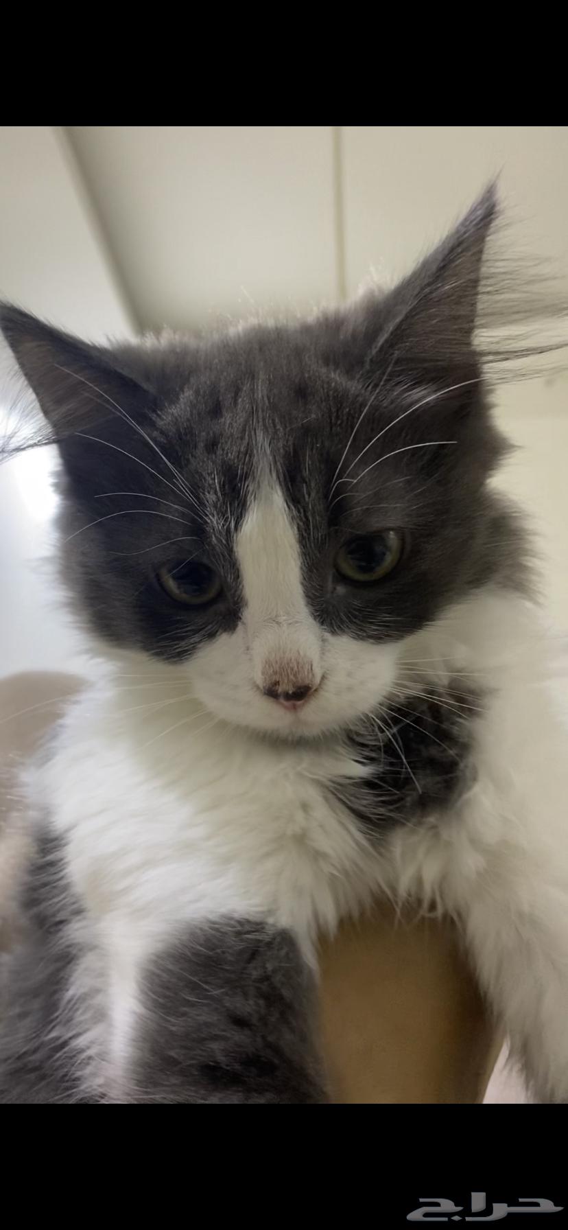 قطتين صغار للبيع مع بعض64404306101890111