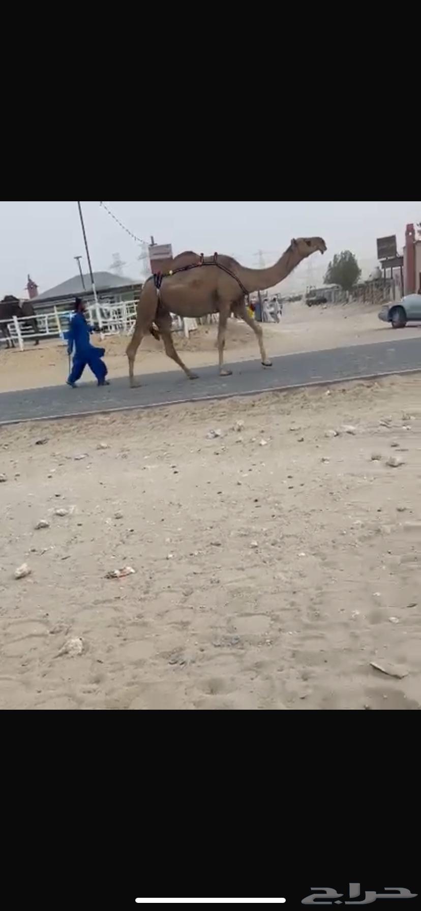 للبيع نياق64402036271106111