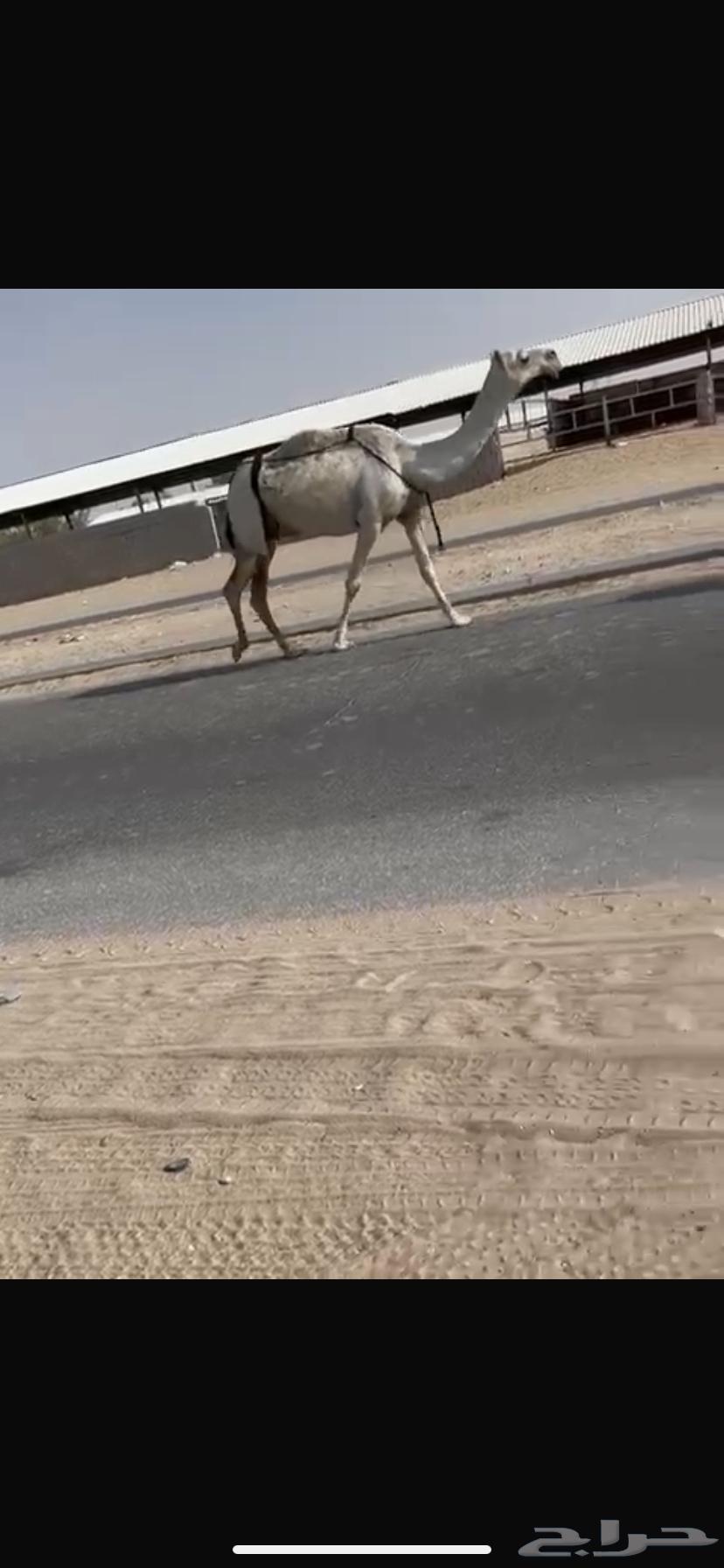 للبيع نياق64402036271106114