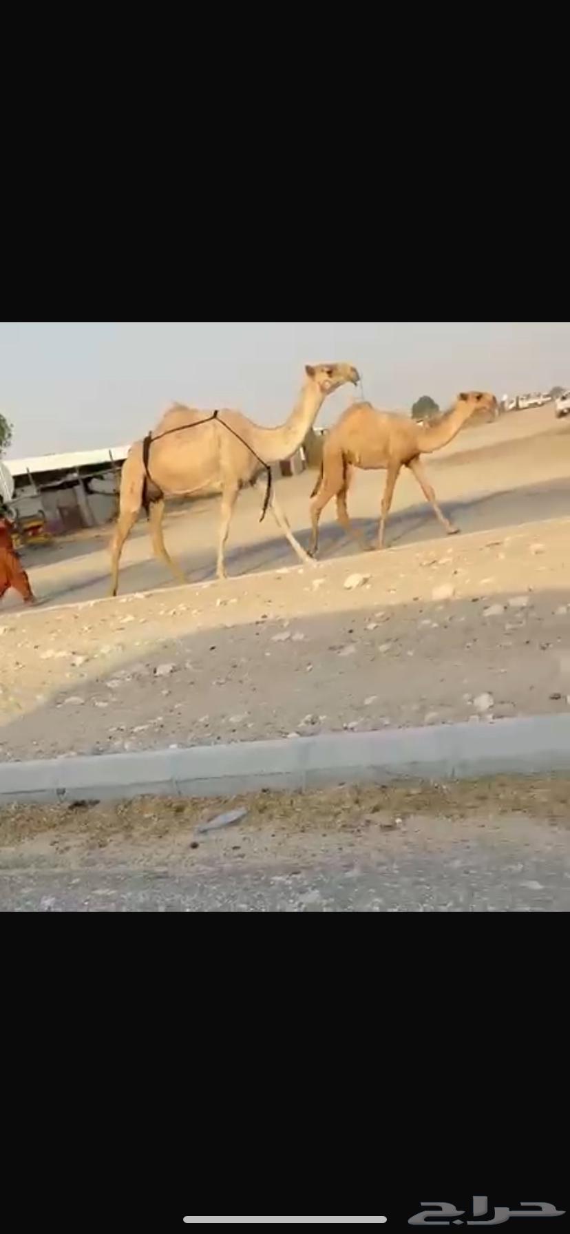 للبيع نياق64402036271106113