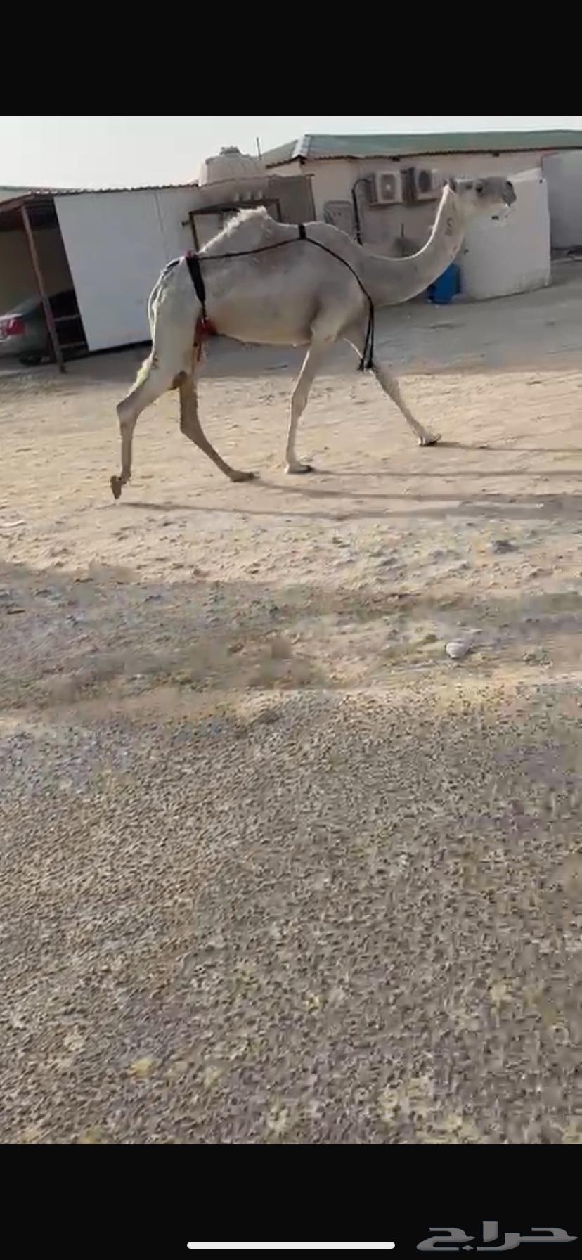 للبيع نياق64402036271106110