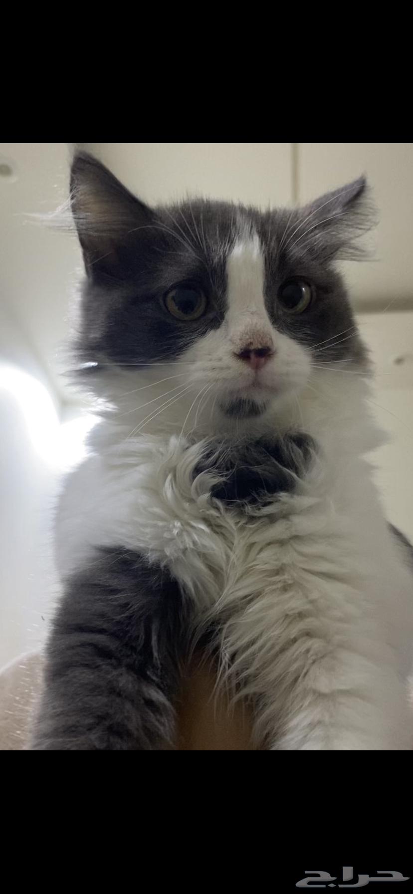 قطتين صغار للبيع مع بعض64404306101890114