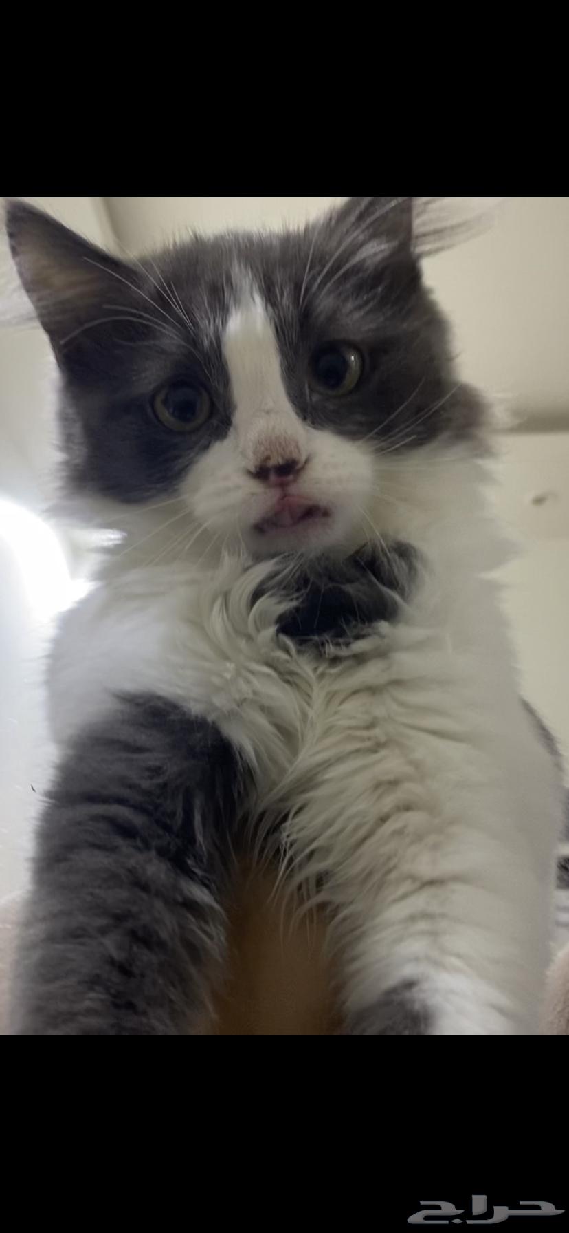 قطتين صغار للبيع مع بعض64404306101890113