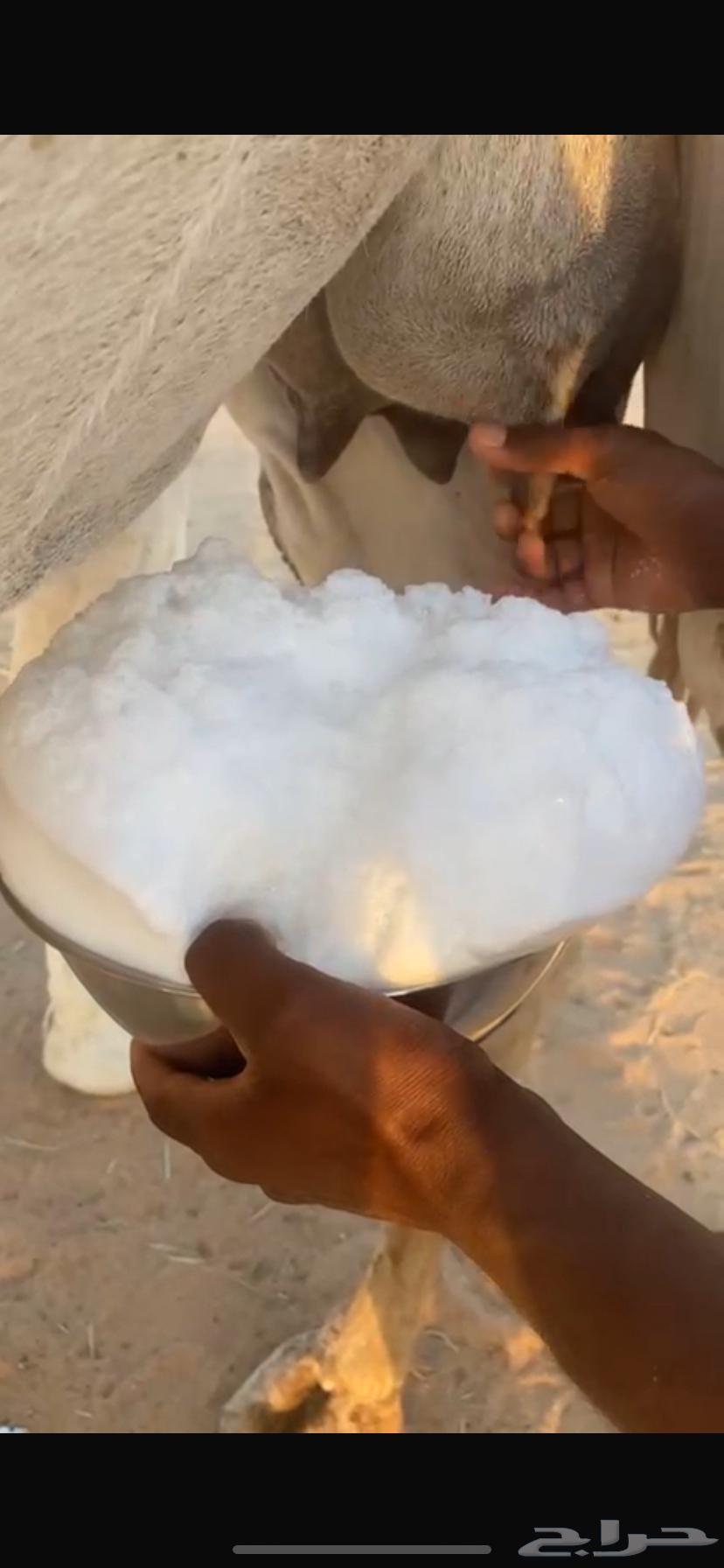 Ashra and Dhuha64397130804737114