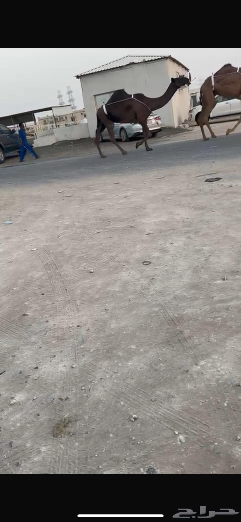 للبيع نياق64402036271106112