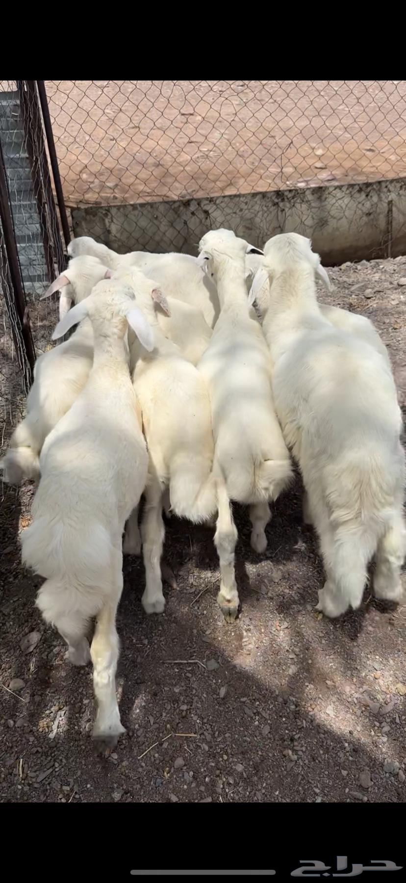 طليان تربيه فاخره64402119806210112