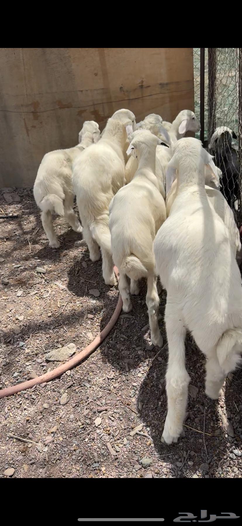 طليان تربيه فاخره64402119806210111