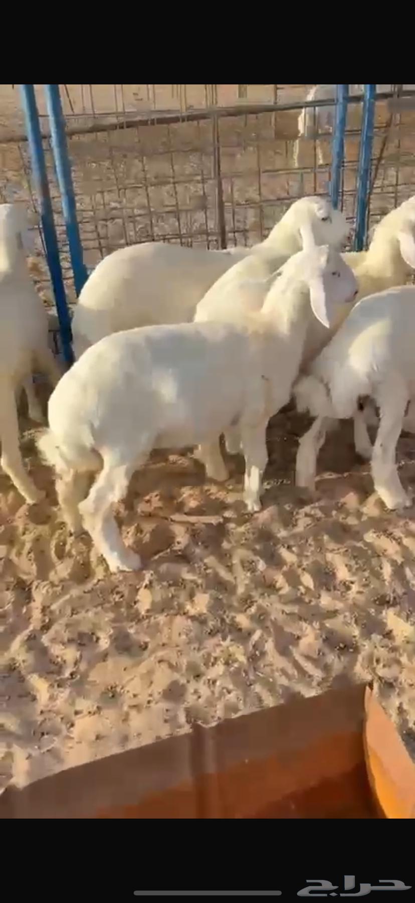 للبيع بهم بري شحم وشعره64404319847299111